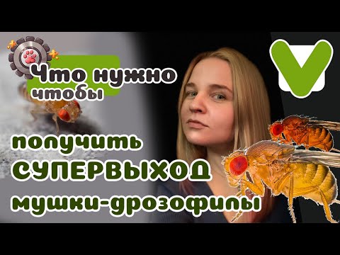 Видео: Идеальный рецепт субстрата для дрозофилы!