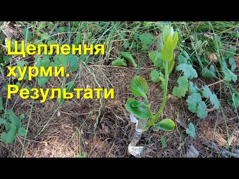 Видео: Щеплення хурми. Результати