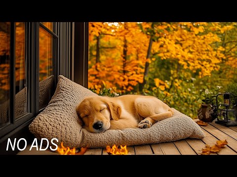 Видео: 🐾 Спокойная музыка для собак — избавляет от тревоги разлуки естественным образом | Тысячи людей игр