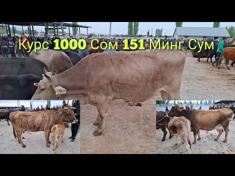 Видео: Ош Учкун мол бозори Сигирлар нархлари узимга 1 та Сигир олдим 1. чи видео