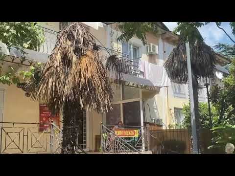 Видео: В Центре Ялты практически не осталось пальм! Катастрофа ЮБК #ялта #пальмы #крым #вредители