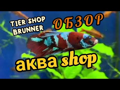 Видео: ОБЗОР аквариумного магазина Tier-Shop Brunner Австрия / Aquarium online shopping