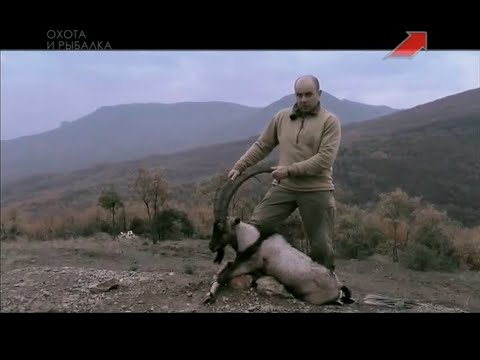 Видео: Эдуард Бендерский. Горная охота. Македония. Критский горный козёл