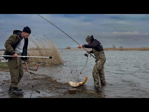 Видео: Гігантський САЗАН затягнув у Воду