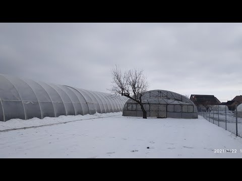 Видео: Виноград в теплице, сильная влажность зимой! 22.01.2021