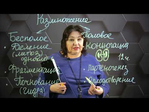 Видео: Типы размножения животных. 8 класс.