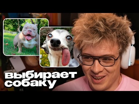 Видео: ДЕНЖЕР ЛЕХА ЗАВЕДЕТ СОБАКУ? // ВЫБИРАЕТ ПИТОМЦА с ЧАТОМ