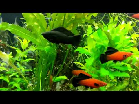 Видео: Флаговые берлинские красавцы.