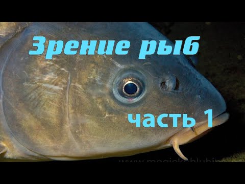 Видео: Зрение рыб. Часть 1.