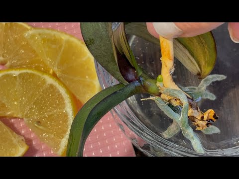 Видео: ЗА МЕСЯЦ РЕАНИМАЦИЯ орхидеи БЕЗ КОРНЕЙ!