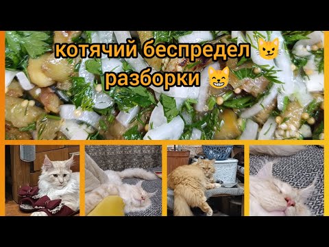 Видео: Опоздали...Синие под грибы. Квашеный арбуз.  