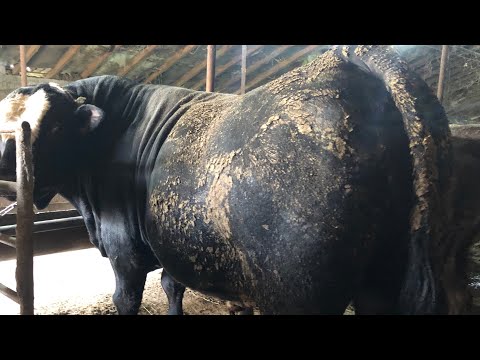 Видео: Посмотрите Как проходит Полный процес забоя наших Быков 551 Кг мясом