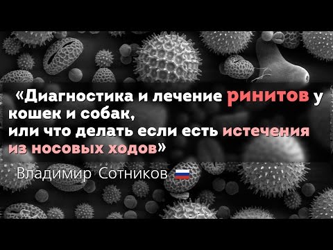 Видео: Риниты у кошек и собак. Диагностика и лечение