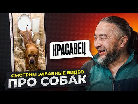 Видео: Кинолог смотрит смешные и забавные видео про собак / Часть 2