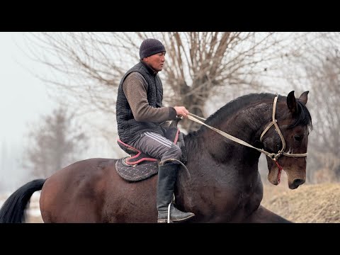 Видео: АТ АТ ЭКЕНГО УЛАГЫ ҮЙҮРҮ 100% ❤️‍🔥 #байтв