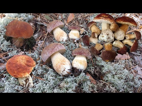 Видео: Грибы БОРОБИНГИ прут Молодняк / Людей больше чем грибов / Но мои меня ждут / Заклинание Работает