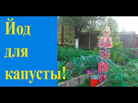 Видео: Йод  - для отличной капусты