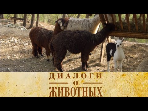 Видео: Сафари Парк в Геленджике. 5-я серия // Диалоги о животных @SMOTRIM_KULTURA