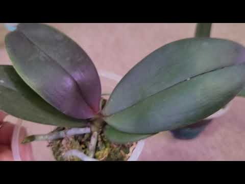 Видео: Фаленопсисы-новинки 2025. В размере 1,7.