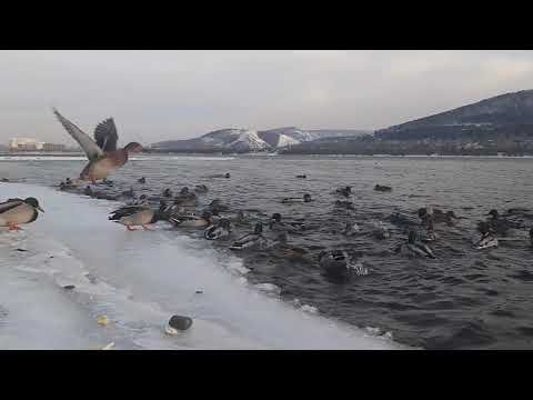 Видео: ЖИЗНЬ СОЛО. Введение