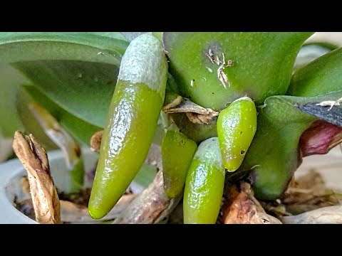 Видео: ПОИТЬ орхидеи ТОЛЬКО ТАК! КОРНИ РВУТСЯ В РОСТ, листья ПРУТ! СУПЕР👍 ПОЛИВ орхидеи!