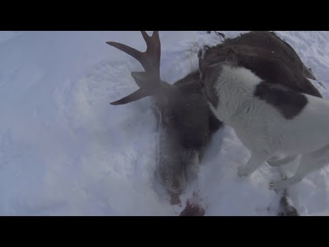 Видео: 50 дней в тайге Прикамья. Бродяги Севера. Часть 7