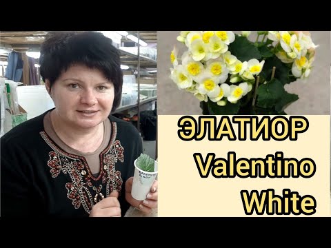 Видео: Из ОДНОГО 🍀 листа ЦЕЛОЕ 🌱растение! Очень ответственное укоренение ☝️😉