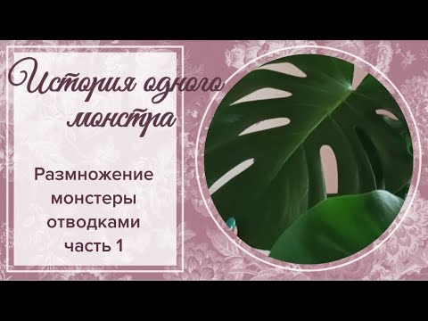 Видео: История одного монстра. Размножение монстеры отводками. Часть 1.