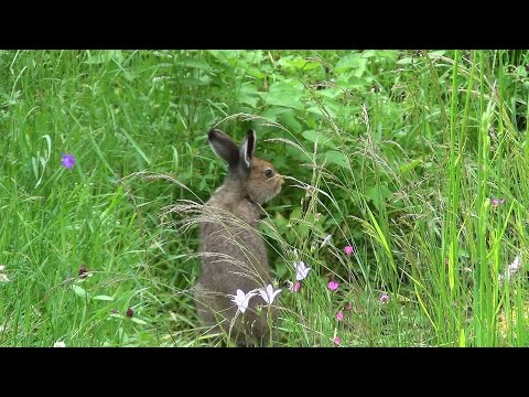 Видео: Страницы лесной жизни 2024