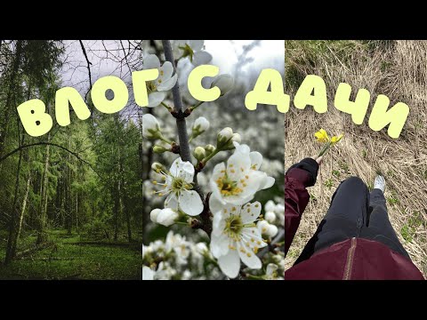 Видео: Дачный влог и как я грибы собирала. Спокойный уютный влог