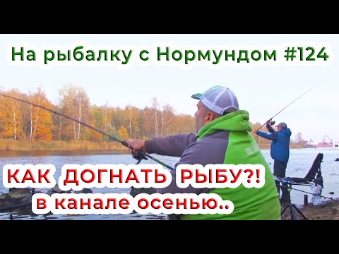 Видео: КАК ДОГНАТЬ РЫБУ в канале осенью?! / На рыбалку с Нормундом #124
