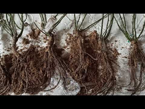 Видео: Посылка с розами из питомника Звягинцевых (Воронежская область).