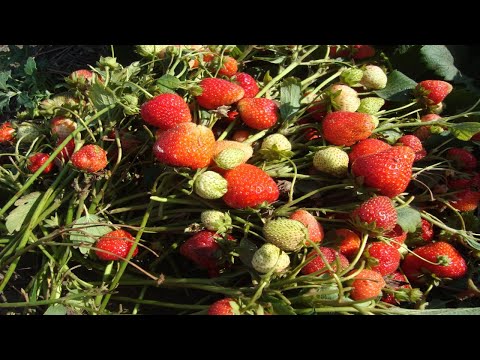 Видео: КАК  РАЗМНОЖИТЬ КЛУБНИКУ  ДЕЛЕНИЕМ КУСТА (РОЖКАМИ).