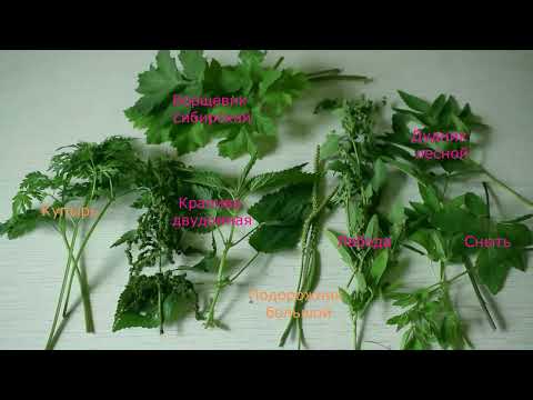 Видео: Еда под ногами. Дикоросы. Основные съедобные травы.