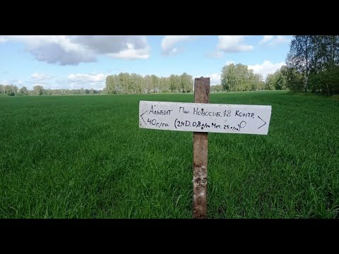 Видео: Альбит - результаты эксперимента на овсе №31