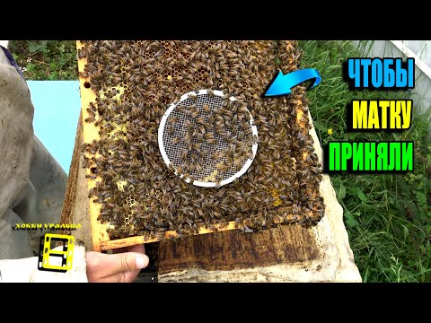 Видео: НАДЕЖНАЯ ПОДСАДКА ПЧЕЛИНОЙ МАТКИ ЧЕРЕЗ КОЛПАЧОК. ПЧЕЛОВОДСТВО 25-23