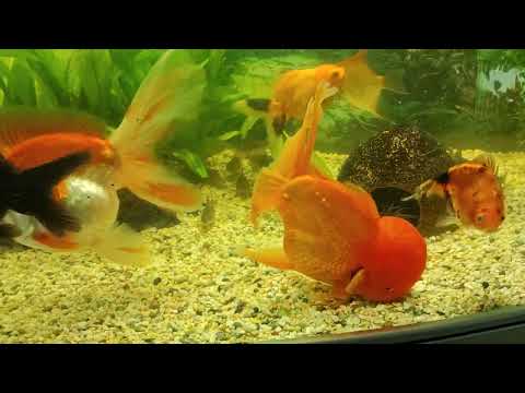 Видео: Снова появились острова - Аватары 🏝️😜. Полный хаос 😱. Небольшой обзор аквариумов ✨🐠 Aqua Chaos 