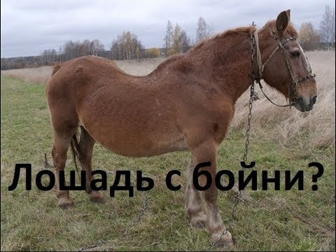 Видео: Спасение лошади с бойни. Возможные проблемы