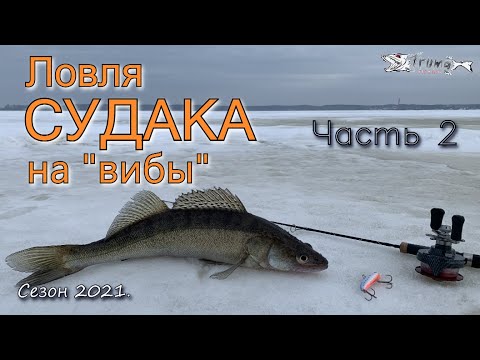 Видео: Ловля судака на вибы. Часть 2