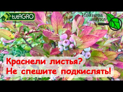 Видео: КРАСНЕЛИ ЛИСТЬЯ У ГОЛУБИКИ? Вот что надо сделать, чтобы собирать урожай 60 лет Не спешите подкислять