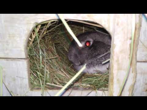 Видео: Кролики зимой. Окролы зимой.распределение ушастых. Перестановка)
