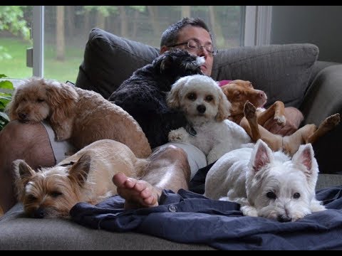 Видео: Почему не надо заводить собаку? 24 причины.