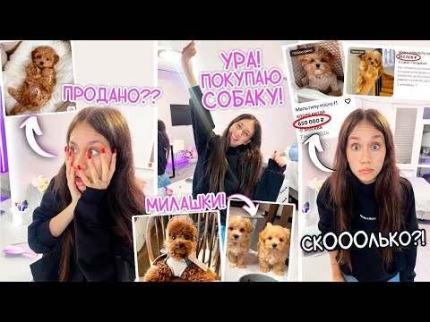 Видео: У Меня СКОРО БУДЕТ ЩЕНОК  ❤️ Мальтипу ❤️