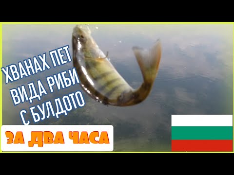 Видео: ОМРЪЗНА МИ ДА ЛОВЯ.РИБОЛОВ С  БУЛДО.