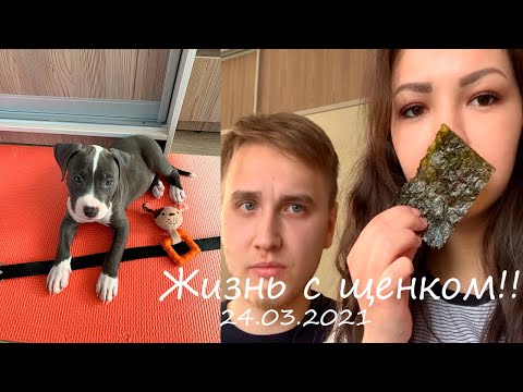 Видео: ВЛОГ:  ТРУДНЫЕ ПЕРВЫЕ ДНИ С ЩЕНКОМ/ КУПАЕМ ЛЕО/ ПРОБУЕМ ЧИПСЫ ИЗ НОРИ!!!