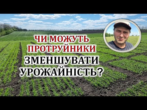 Видео: Чи можуть протруйники зменшувати врожайність?