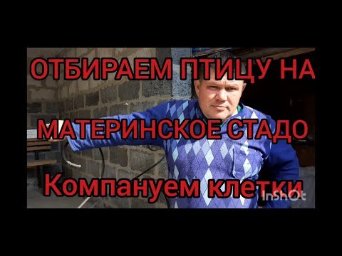 Видео: Отбираем птицу на материнское стадо,компануем клетки.