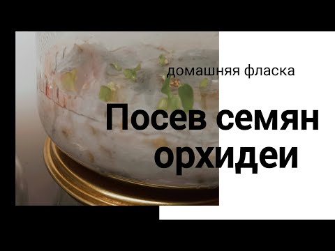 Видео: Сею орхидеи дома # фаленопсис из семян # домашняя ферма цветов #