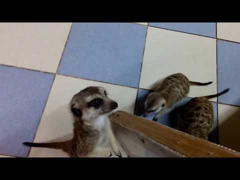 Видео: Лиза кормит сурикатов.
