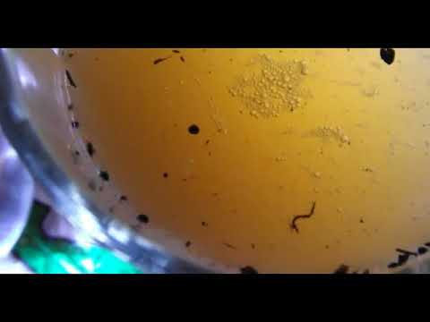 Видео: Проверка биогумуса на качество